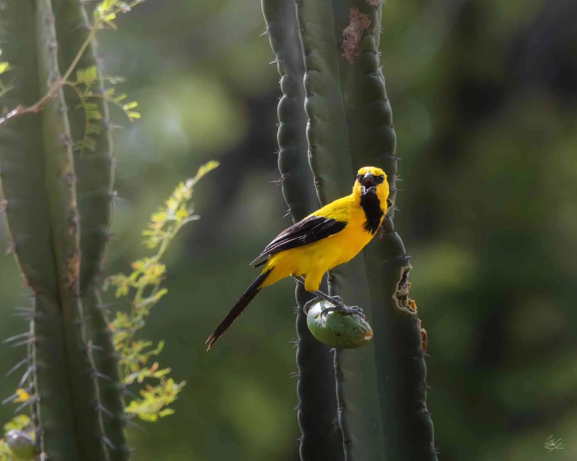 Un turpial o bolsero de plumaje amarillo y negro posado sobre un cactus.