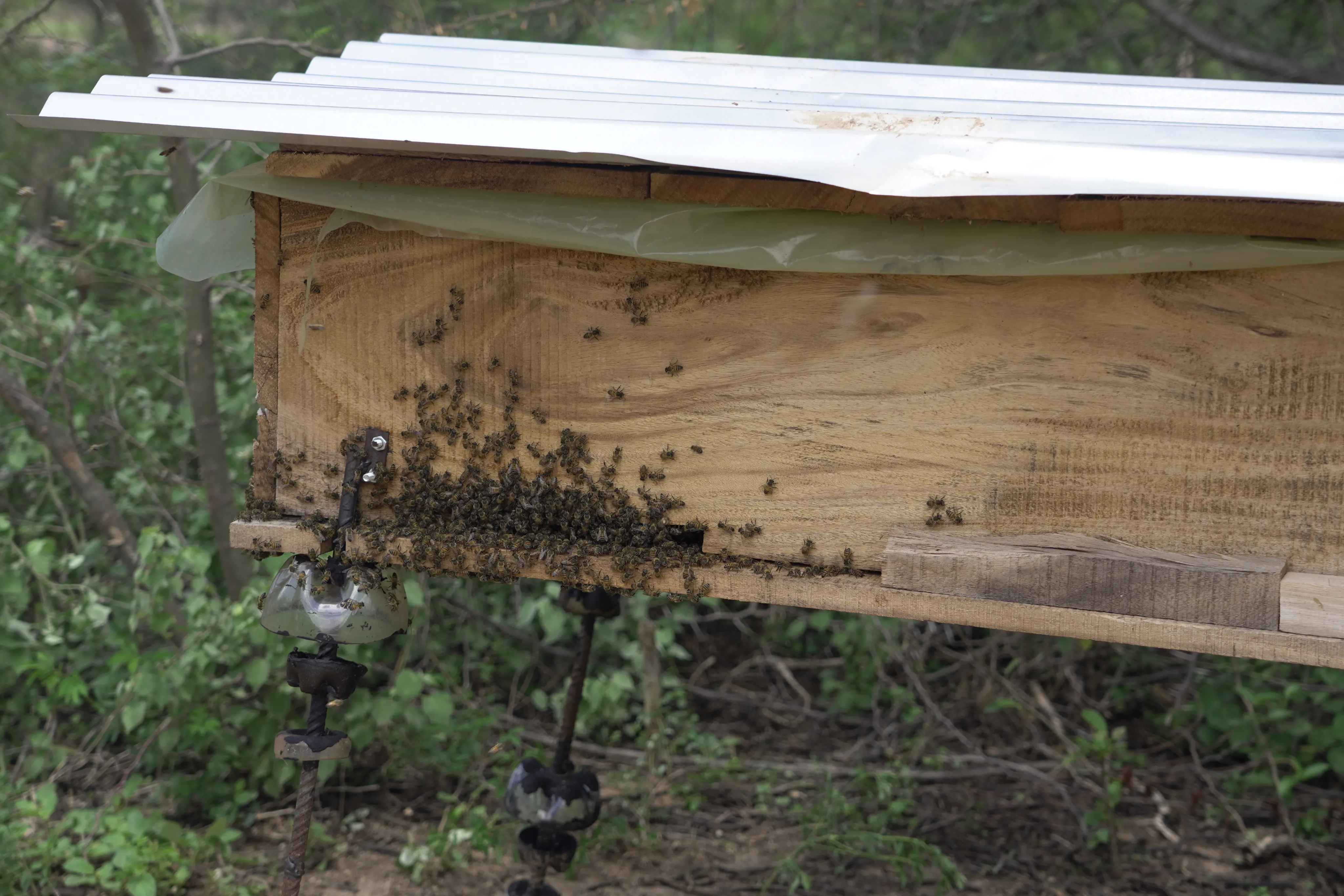 Una colmena o caja de madera para abejas con un enjambre de abejas en el exterior, instalada en una zona boscosa o de vegetación.