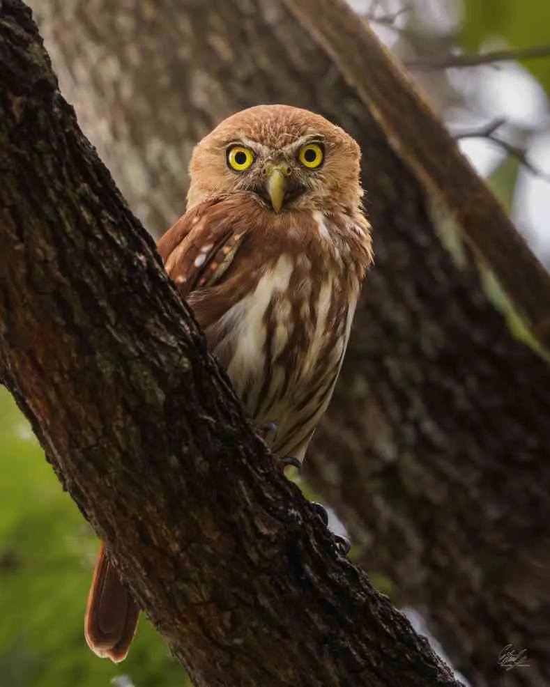 Una lechuza o mochuelo posado sobre el tronco de un árbol observando de frente.
