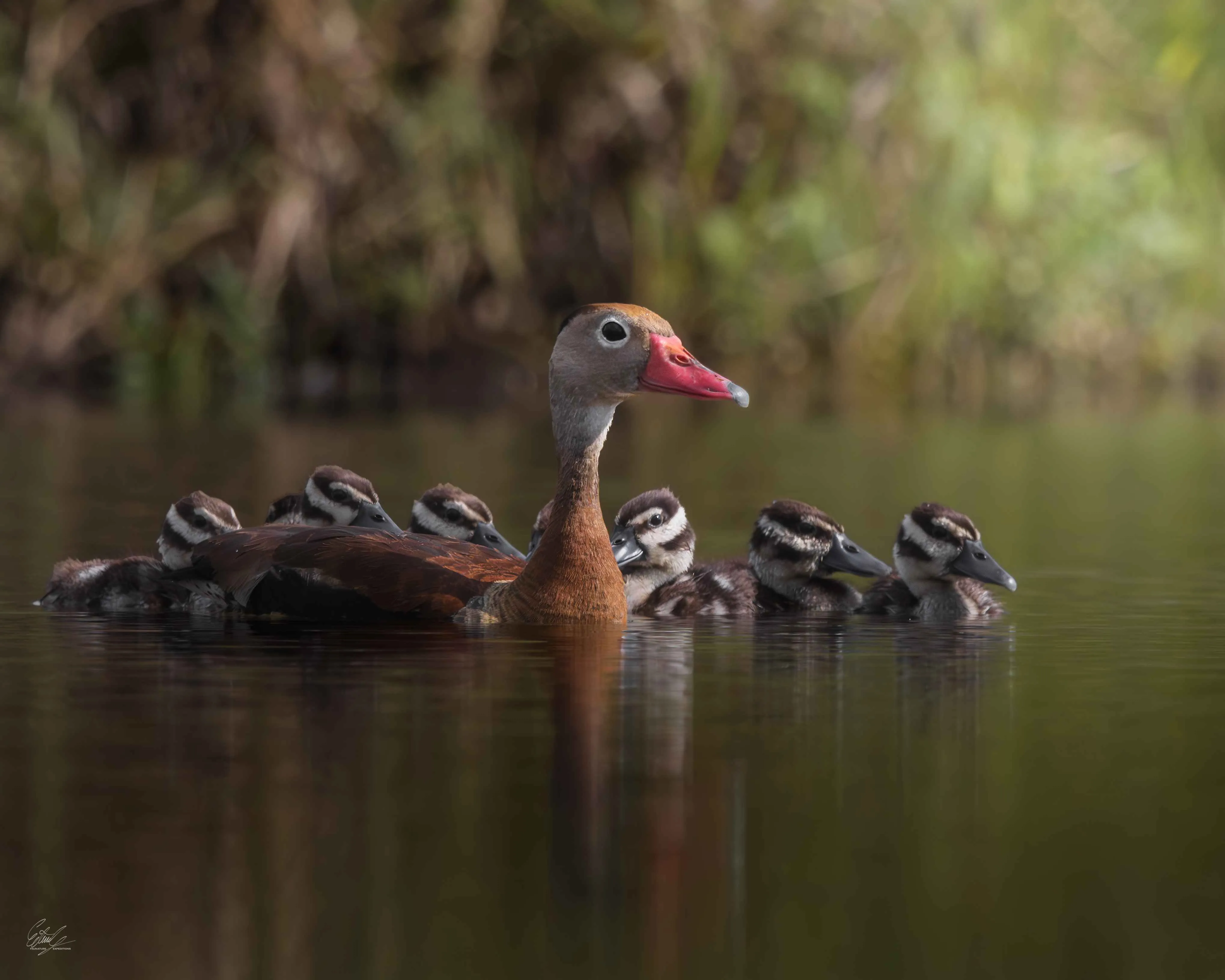 Una pareja de patos pijije con sus pichones nadando juntos sobre el agua.